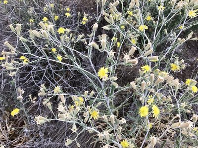 Mentzelia longiloba, photographed by CK2AZ