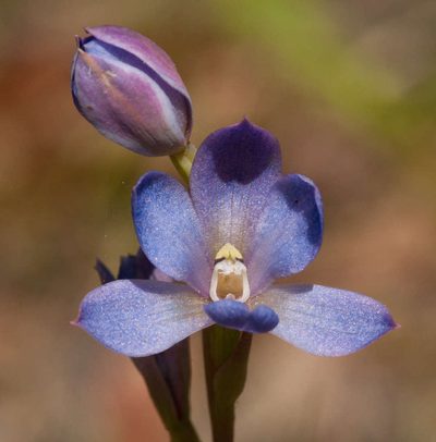 Thelymitra media, photographed by Chris Clarke