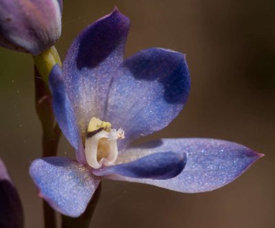 Thelymitra media, photographed by Chris Clarke