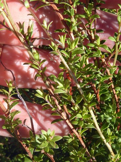 Kunzea amathicola, photographed by Peter de Lange