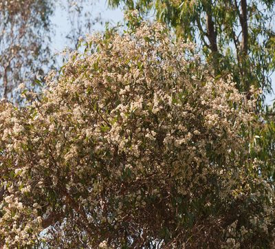 Eucalyptus microcarpa, photographed by Chris Clarke