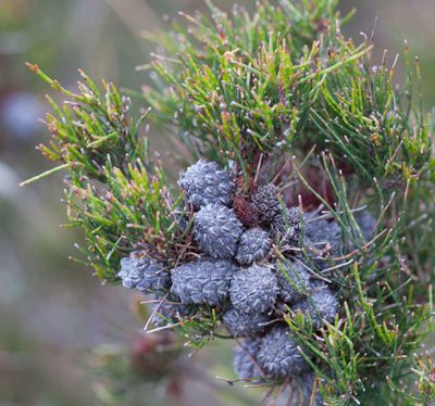 Allocasuarina misera, photographed by Chris Clarke