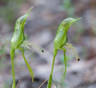 Pterostylis unicornis, photographed by Chris Clarke