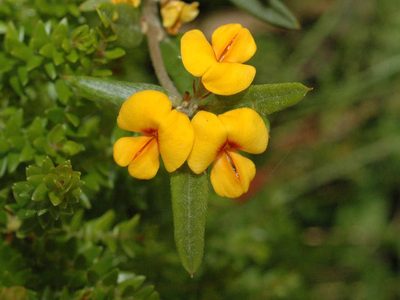 Podolobium alpestre, photographed by Chris Clarke