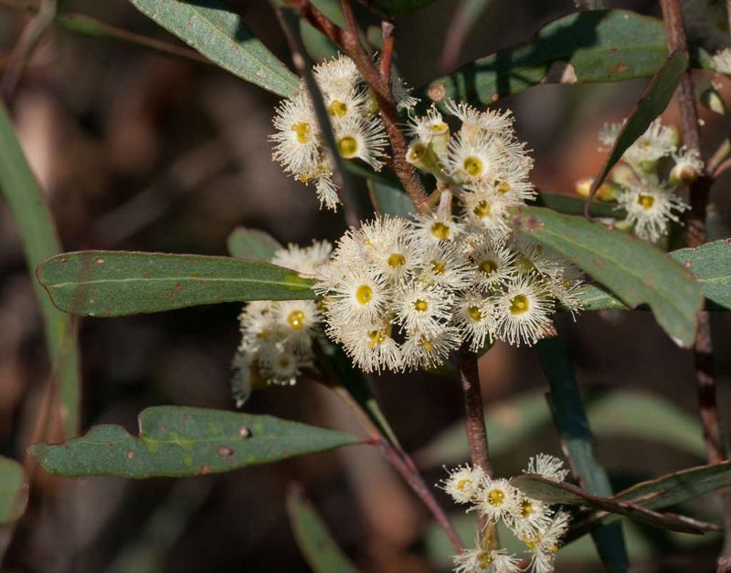 Eucalyptus polybractea, photographed by Chris Clarke