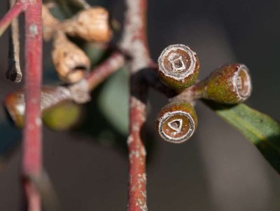 Eucalyptus polybractea, photographed by Chris Clarke
