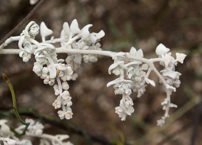 Chenopodium curvispicatum, photographed by Chris Clarke