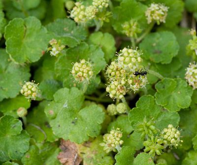Hydrocotyle algida, photographed by Chris Clarke