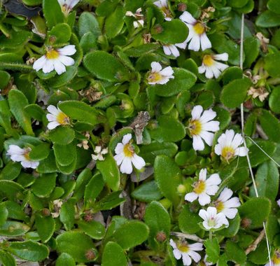 Scaevola hookeri, photographed by Chris Clarke