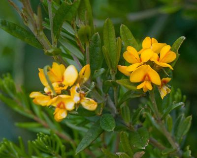 Podolobium alpestre, photographed by Chris Clarke