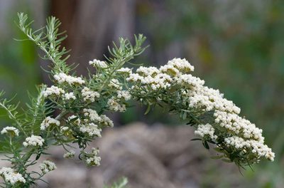 Ozothamnus secundiflorus, photographed by Chris Clarke
