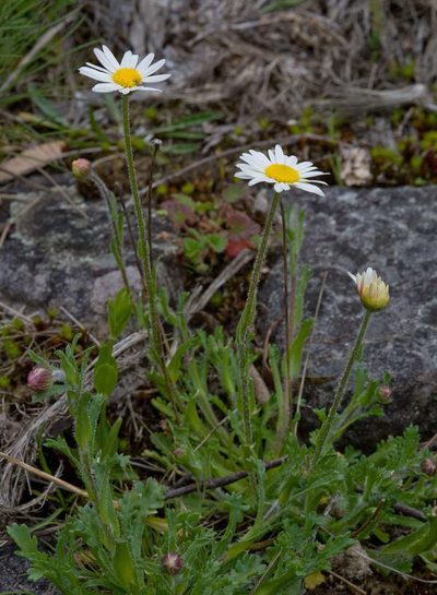 Brachyscome diversifolia, photographed by Chris Clarke