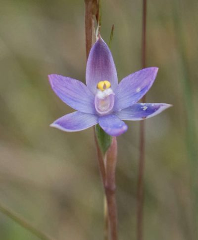 Thelymitra arenaria, photographed by Chris Clarke