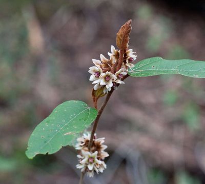 Lasiopetalum macrophyllum, photographed by Chris Clarke