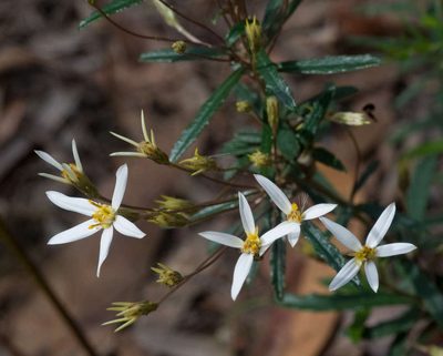 Olearia erubescens, photographed by Chris Clarke