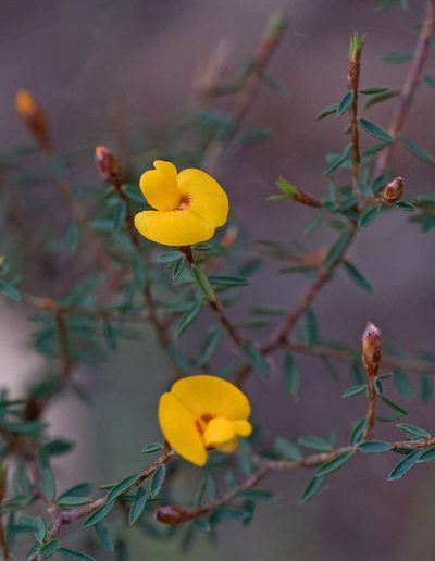 Pultenaea reflexifolia, photographed by Chris Clarke