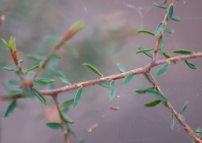 Pultenaea reflexifolia, photographed by Chris Clarke