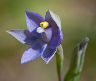 Thelymitra arenaria, photographed by Chris Clarke