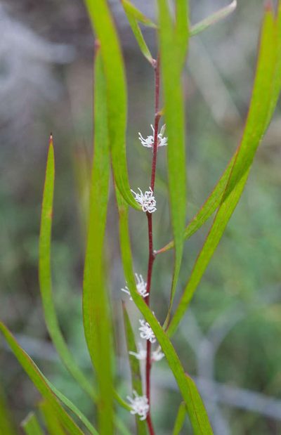 Hakea eriantha, photographed by Chris Clarke