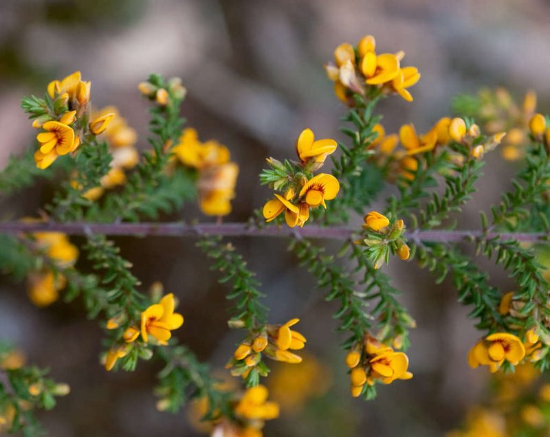 Pultenaea graveolens, photographed by Chris Clarke