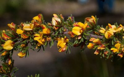 Pultenaea daltonii, photographed by Chris Clarke