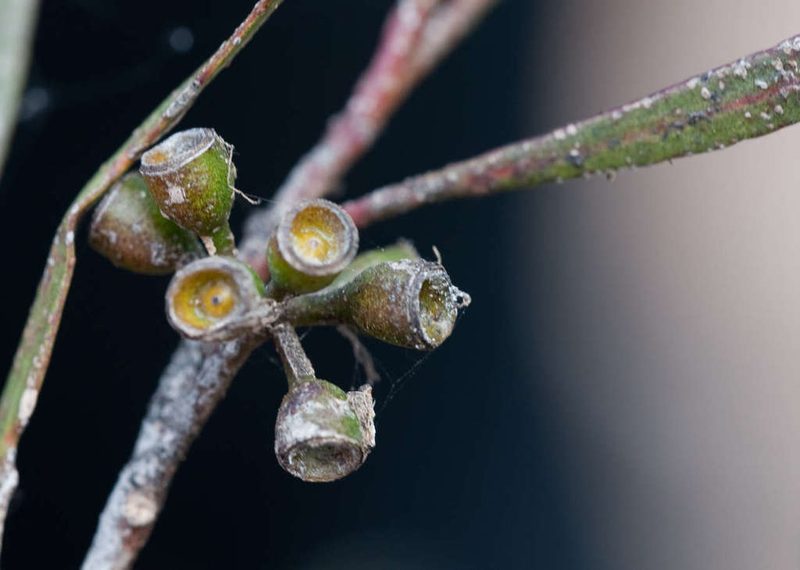 Eucalyptus viridis, photographed by Chris Clarke