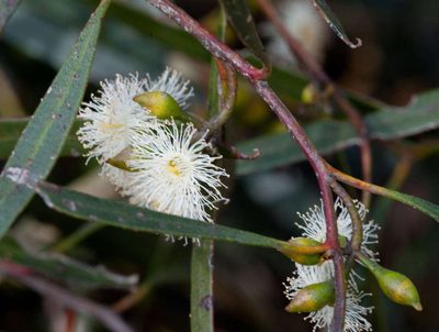 Eucalyptus viridis, photographed by Chris Clarke