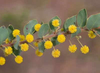 Acacia brachybotrya, photographed by Chris Clarke