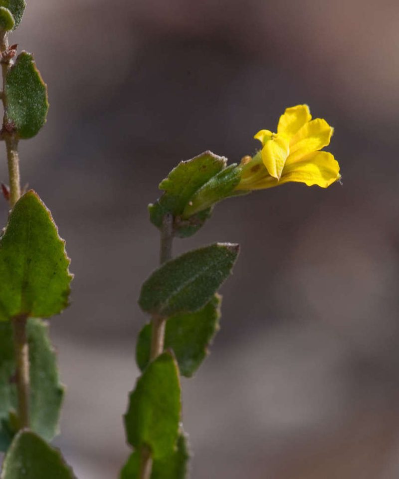 Goodenia benthamiana, photographed by Chris Clarke