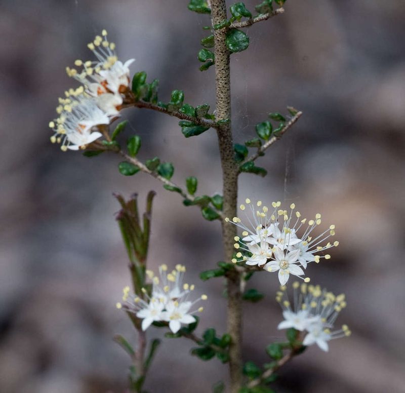 Phebalium festivum, photographed by Chris Clarke