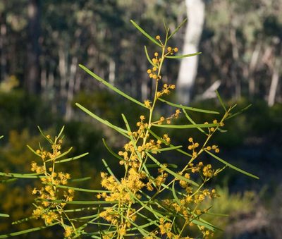 Acacia williamsonii, photographed by Chris Clarke