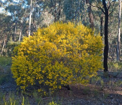 Acacia williamsonii, photographed by Chris Clarke
