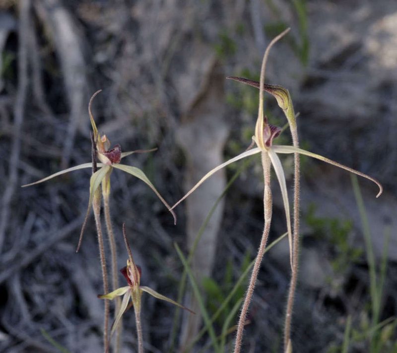 Caladenia oenochila, photographed by Chris Clarke