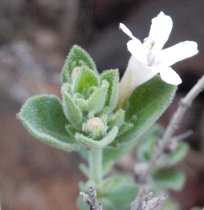 Dyschoriste tshwanensis, photographed by Henry de Lange