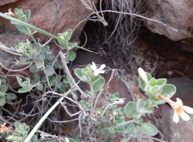Dyschoriste tshwanensis, photographed by Henry de Lange
