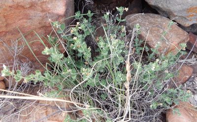 Dyschoriste tshwanensis, photographed by Henry de Lange