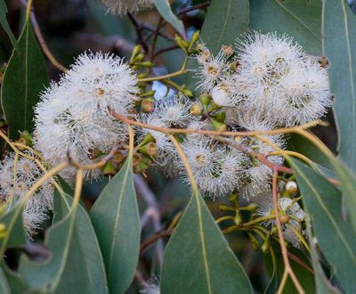 Eucalyptus ovata, photographed by Chris Clarke