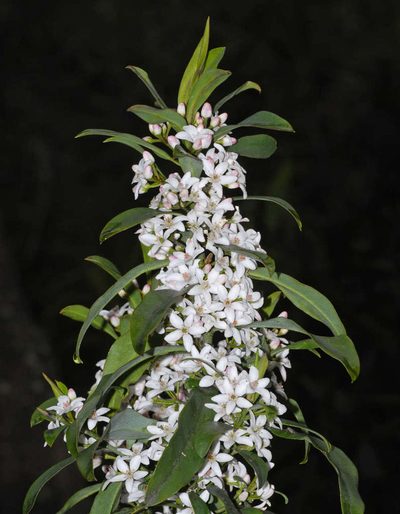 Philotheca myoporoides, photographed by Chris Clarke