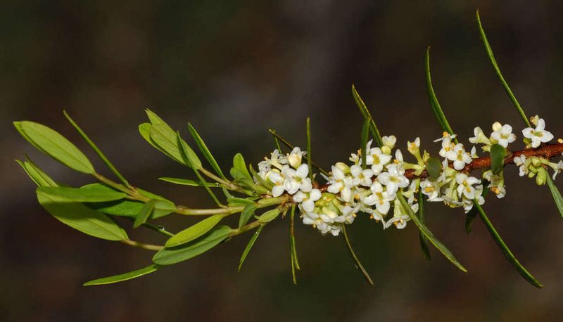 Pimelea axiflora, photographed by Chris Clarke