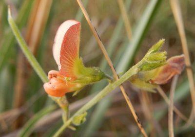 Tephrosia elongata, photographed by Henry de Lange