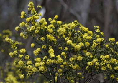 Leionema phylicifolium, photographed by Chris Clarke