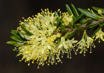 Leionema phylicifolium, photographed by Chris Clarke