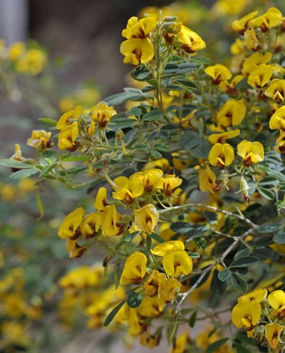Goodia pubescens, photographed by Chris Clarke