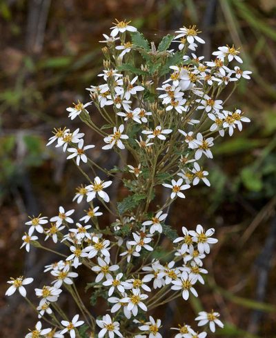 Olearia erubescens, photographed by Chris Clarke