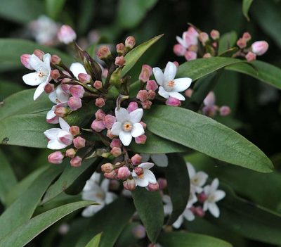 Philotheca myoporoides, photographed by Chris Clarke