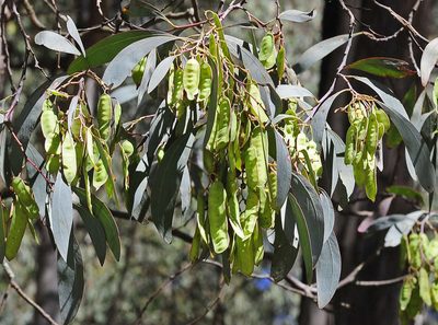 Acacia obliquinervia, photographed by Chris Clarke