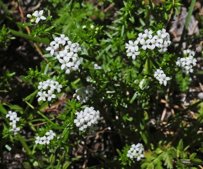 Hydrogalium pusillum, photographed by Chris Clarke
