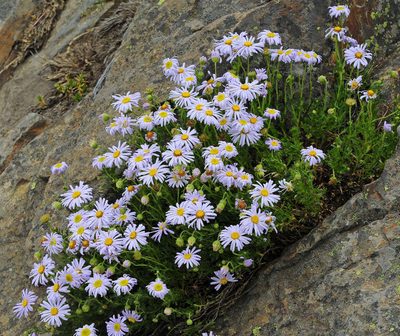 Brachyscome rigidula, photographed by Chris Clarke