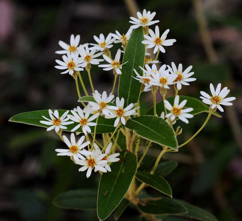 Olearia megalophylla, photographed by Chris Clarke