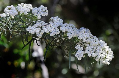 Ozothamnus secundiflorus, photographed by Chris Clarke